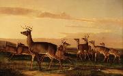 John James Audubon Startled Deer A Prairie Scene France oil painting artist